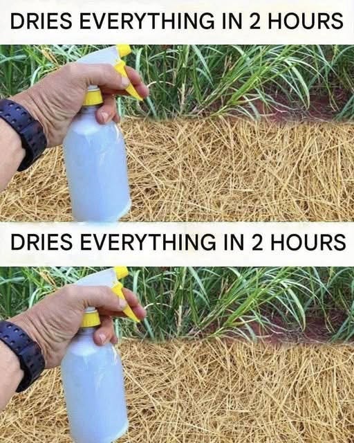 Best Homemade Herbicide: A Simple Non-Toxic Solution for Unwanted Weeds