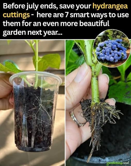 7 Things To Do With Hydrangea Cuttings in July for Best Growth Next Season