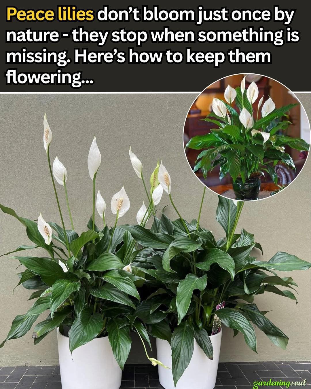 How to Make a Peace Lily Bloom Continuously (Not Just Once a Year)