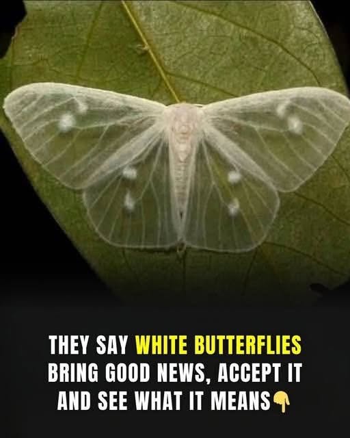 What does it mean when a white butterfly visits you? The symbolism and beliefs behind this curious encounter