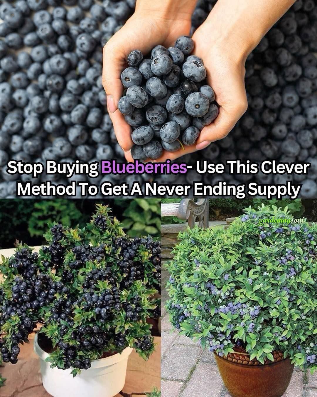 Stop Buying Blueberries- Use This Clever Method To Get A Never Ending Supply