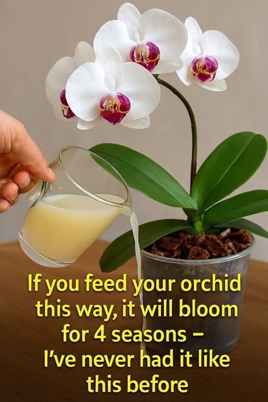 If you feed your orchid this way , it will bloom for 4 seasons – I’ve never had it like this before