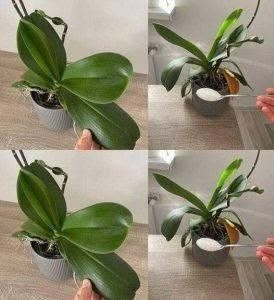 Orchids: Just 1 tablespoon and they will bloom non-stop – a powerful fertilizer