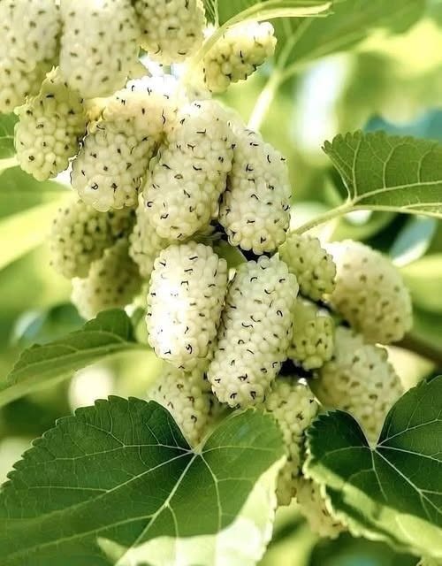 I don’t know what fruit it is. This is the first time I’ve ever seen one.