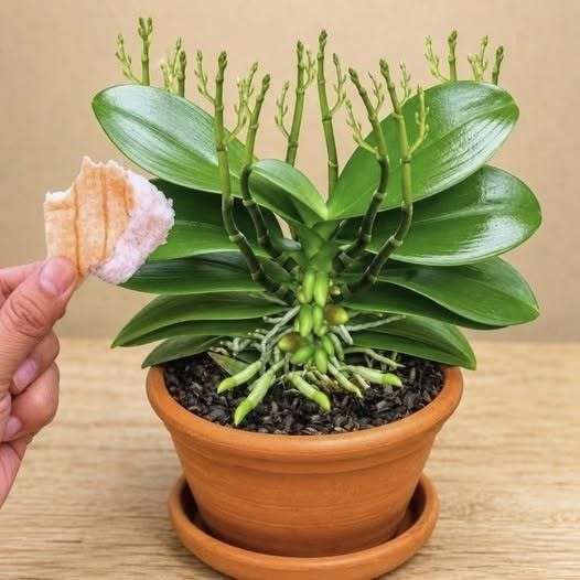 Place a piece under an orchid: 100 new shoots will grow and bloom all year round!