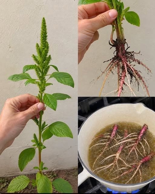 The Power of Redroot Amaranth Root