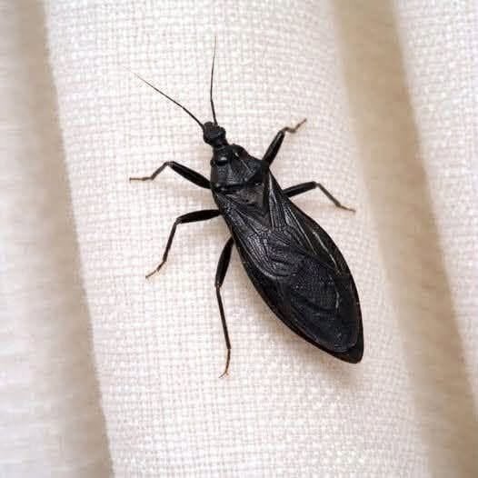 What To Do If Bitten By An Assassin Bug