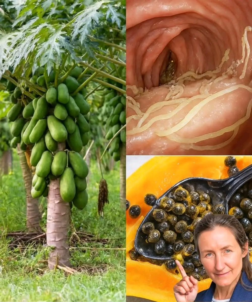 Unlocking the Hidden Potential of Papaya Seeds: A Nutritional Treasure