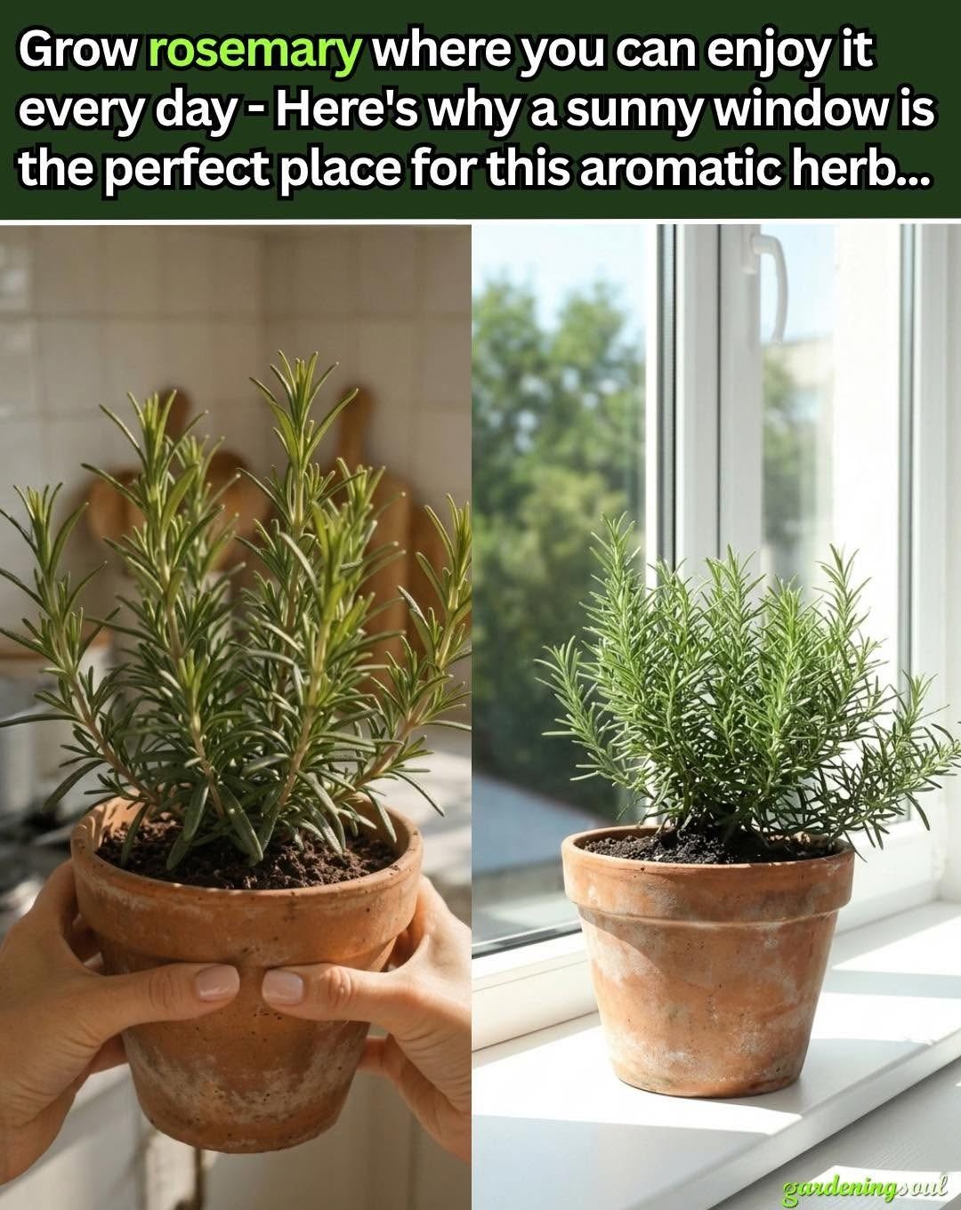 Plant Rosemary in a Pot by Your Window: Here’s Why