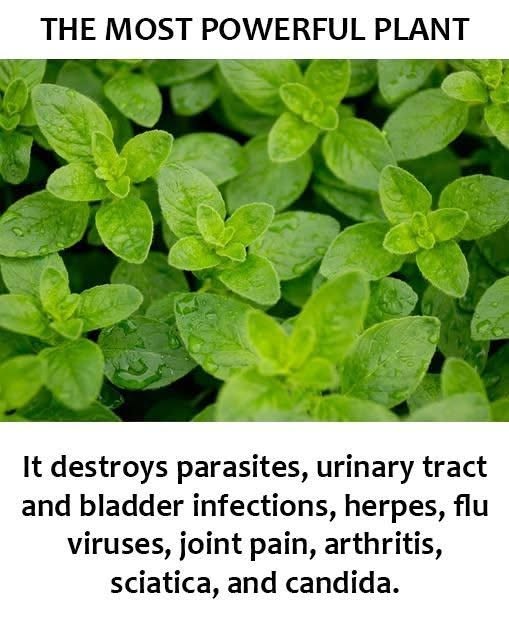 THE MOST POWRFUL PLANT