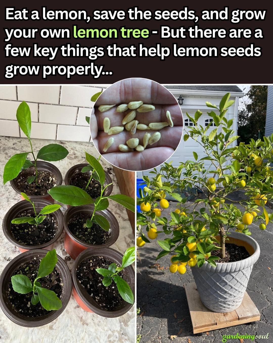 Eat a Lemon, Save the Seeds and Grow Your Own Tree – But Don’t Miss These Key Tips!