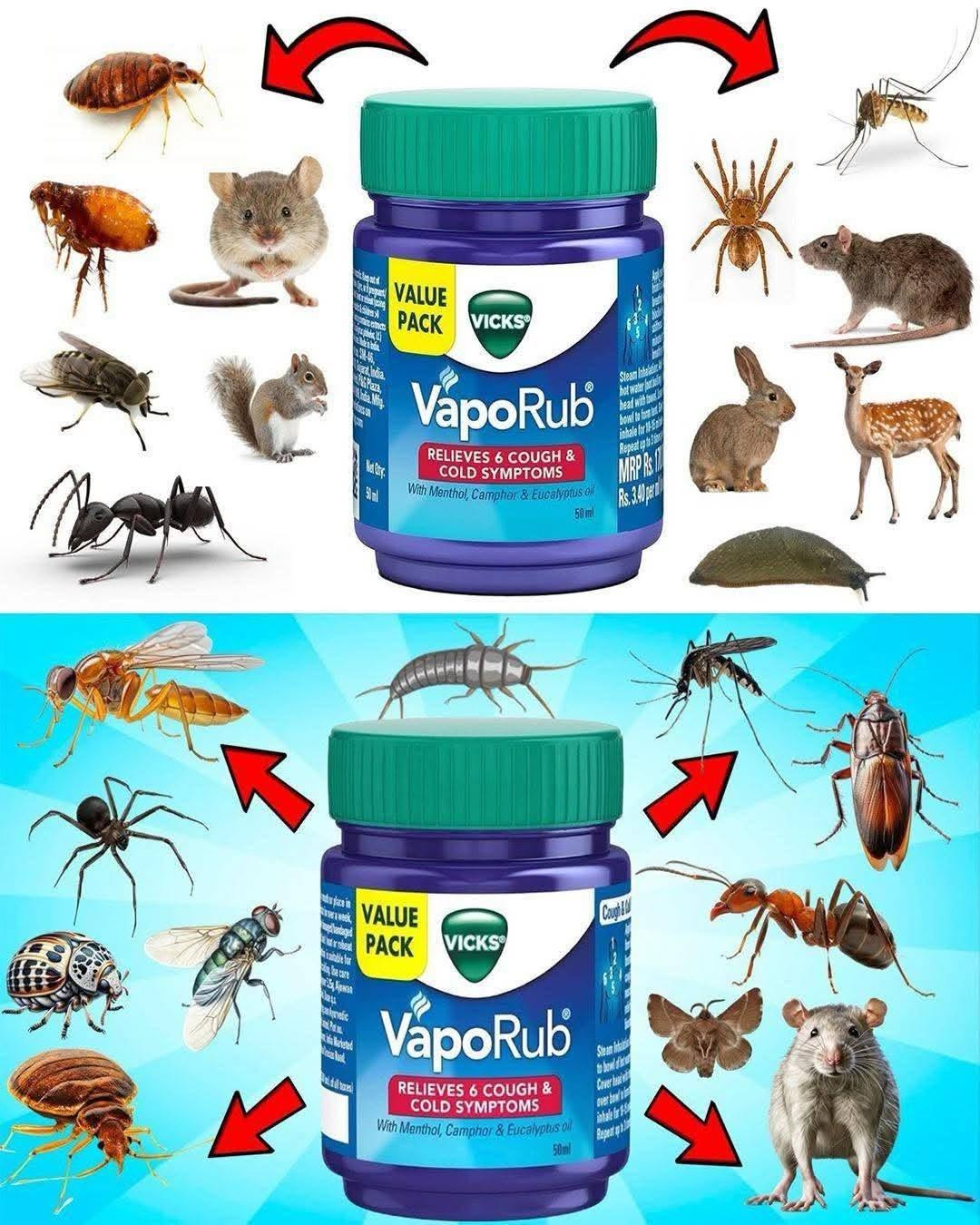 Repel Pests Naturally Using Mentholated Ointment: A Powerful Household Trick