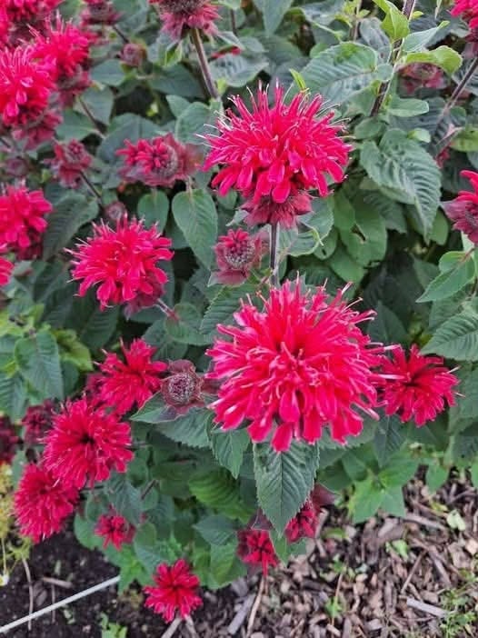All gardeners should grow this native perennial. Here’s why
