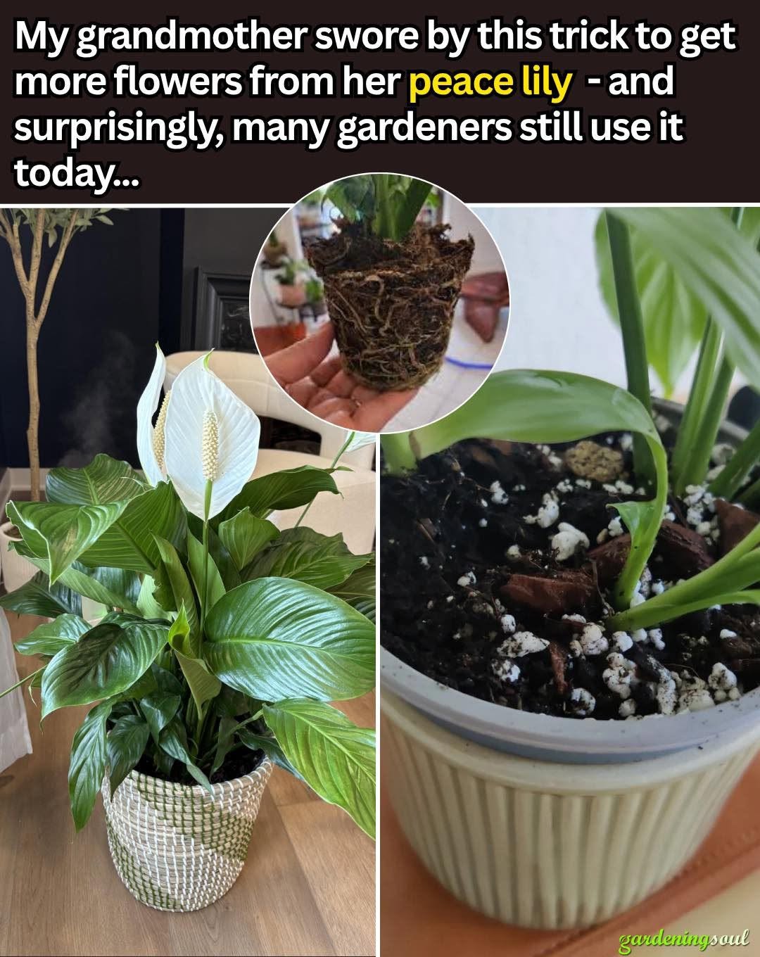 Peace Lilies Can Be Tricky… But My Grandmother’s Secret Made Them Bloom Every Time