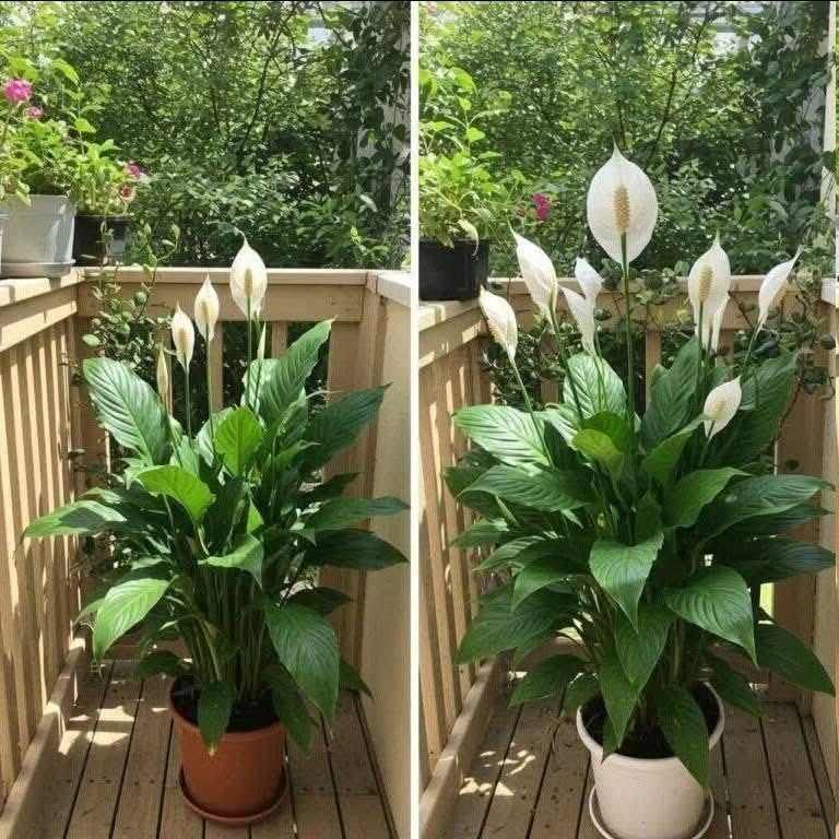 Just 1 Cup Makes Peace Lily Bloom Like Crazy (Even the Ugly Ones)