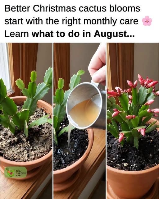 Christmas Cactus Care Calendar: The Routine for On-Time Blooms