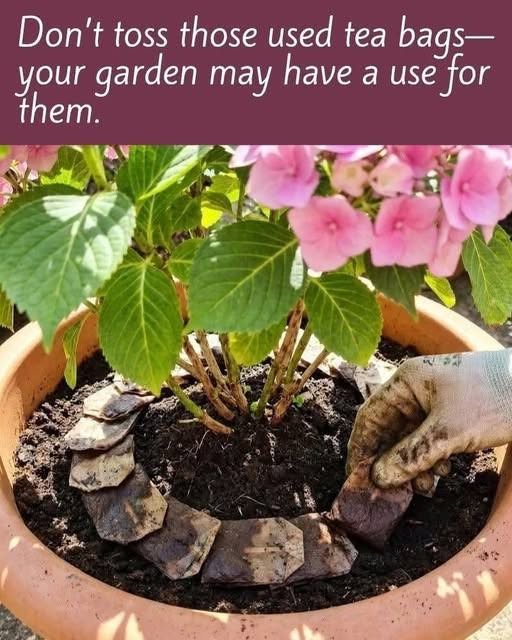 Stop Tossing Tea Bags: 7 Garden Plants That May Benefit From the Compostc