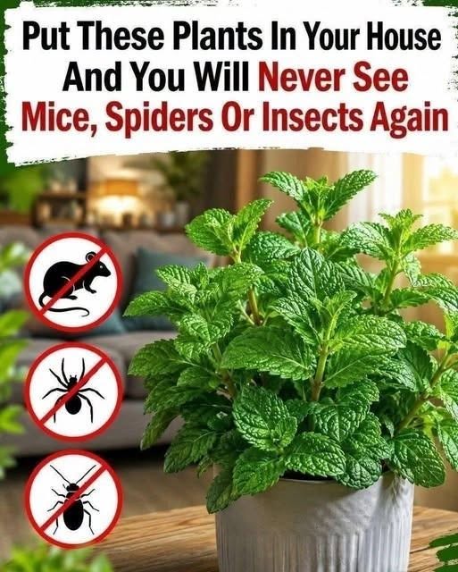 8 Plants that Help Repel Mice, Spiders & Other Insects