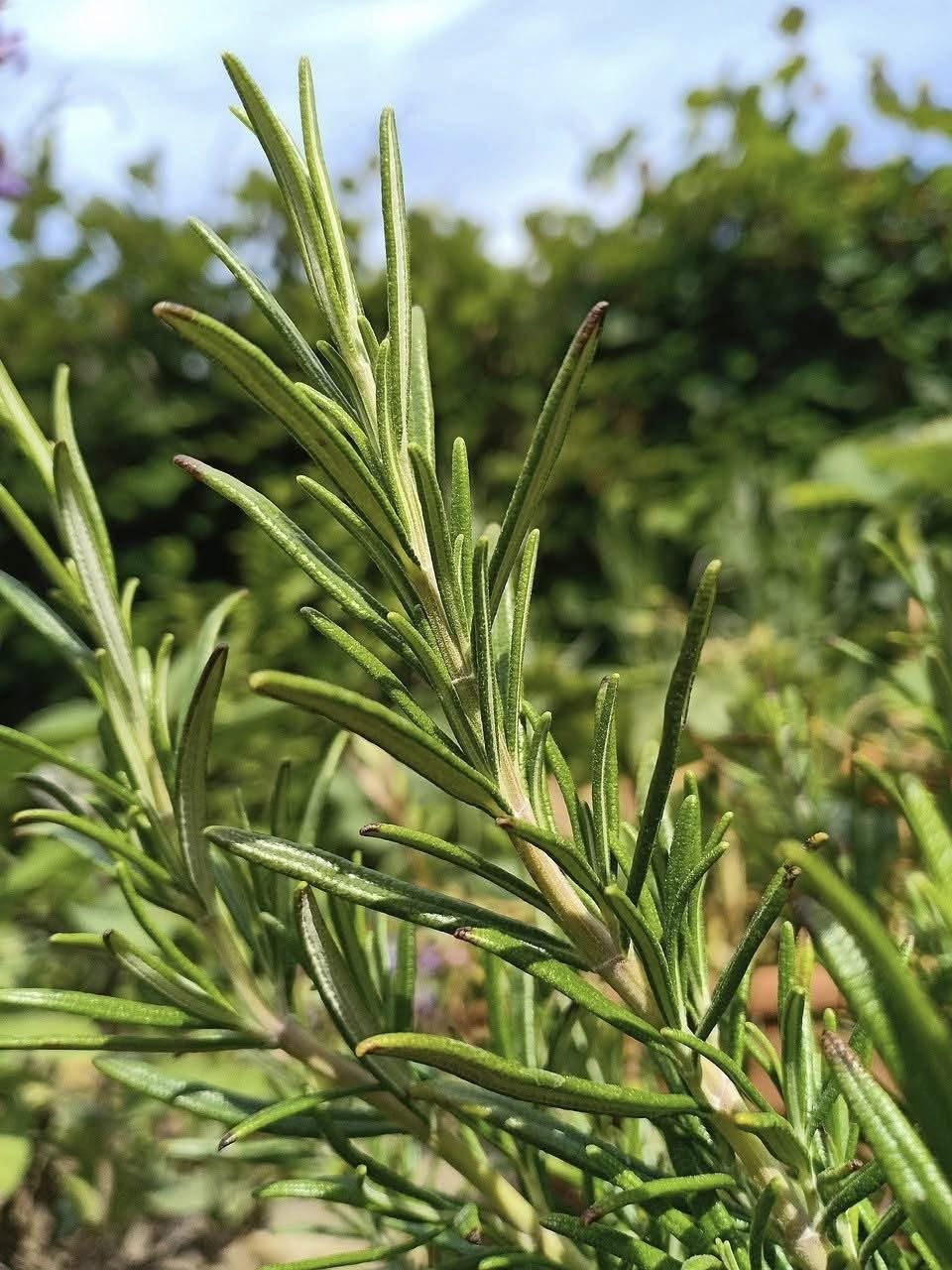 Drink rosemary tea on an empty stomach and you will no longer suffer from…