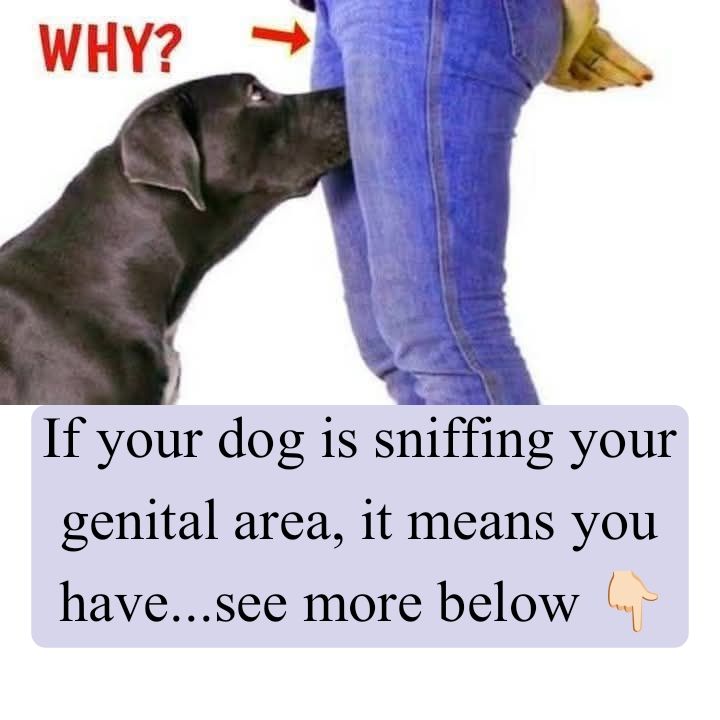 Why Dogs May Sniff Your Genital Area: Surprising Truth