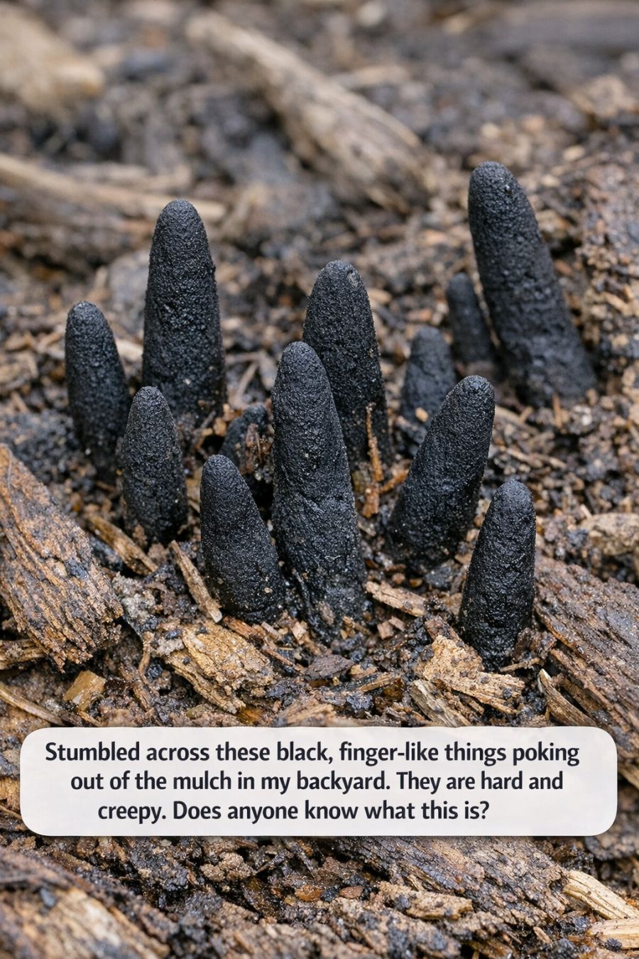 Stumbled across these black, finger-like things poking out of the mulch in my backyard. They are hard and creepy.