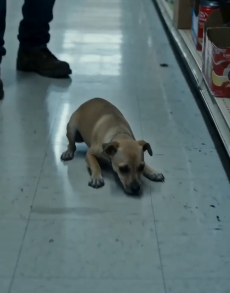 EL CACHORRO QUE TEMBLABA AL VER UN CINTURÓN… Y EL SECRETO QUE TERMINÓ DESTRUYENDO A UNA FAMILIA