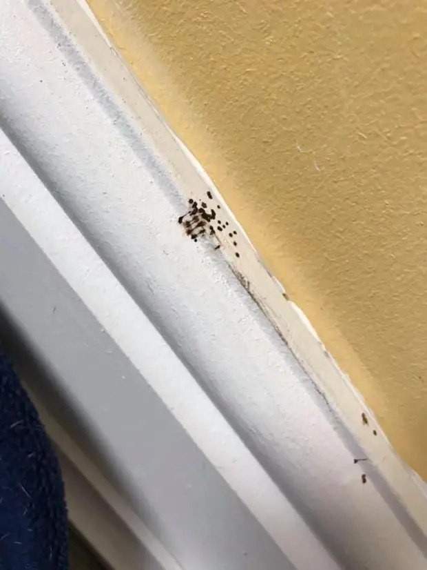 If You Spot These Mysterious Black Dots in Your Kitchen, You Had Better Know What They Mean