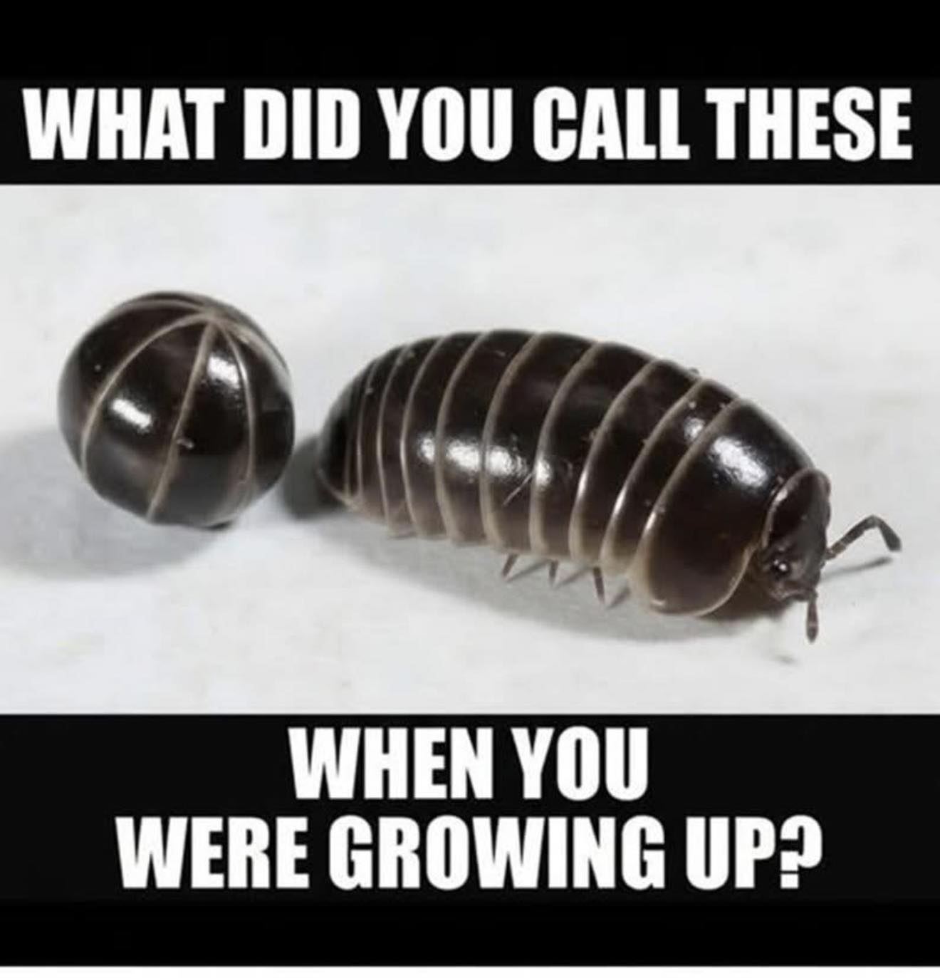 The Tiny Creature That Rolls Into a Ball: A Childhood Memory for Many