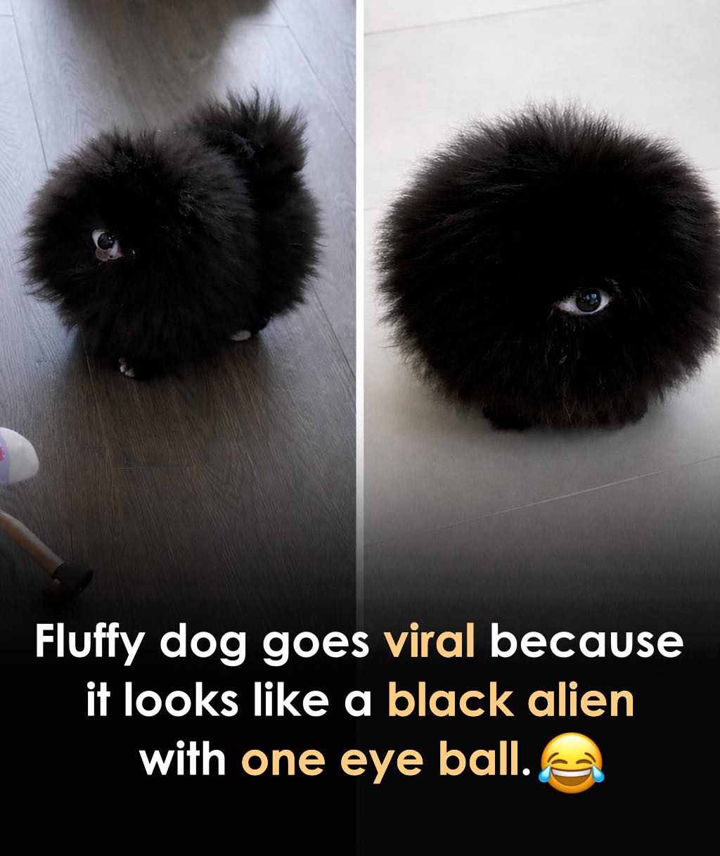 The Fluffy Dog That Took the Internet by Storm