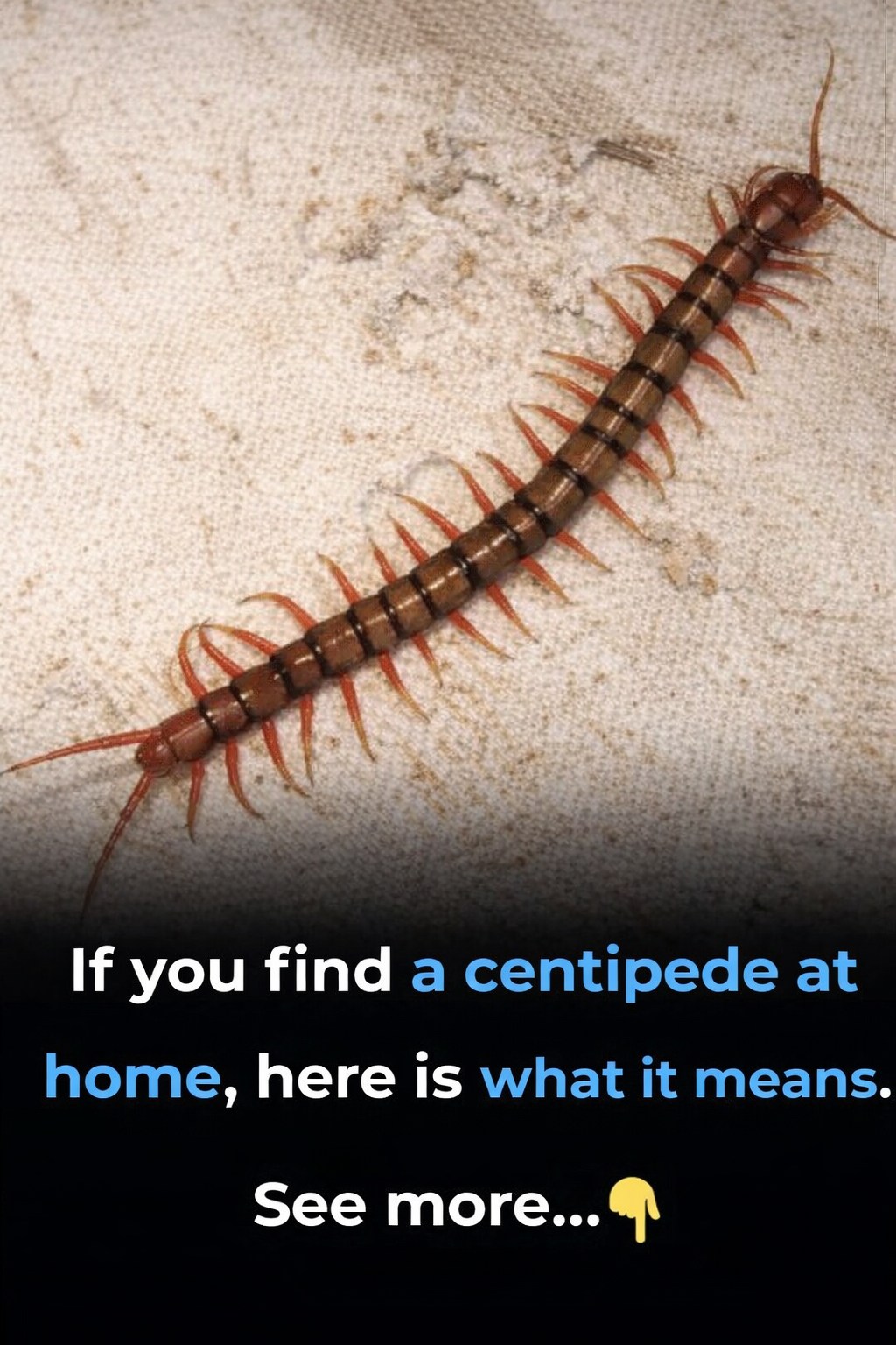 Why you should never kill a house centipede if you find one inside your house