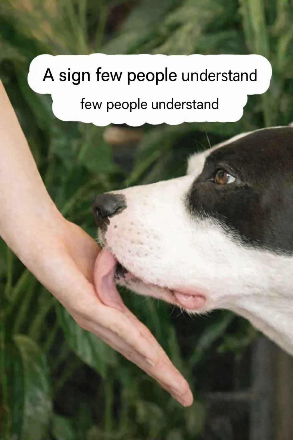 When your dog licks your hands: what signals is it sending and why is it important to interpret them? It's not just a habit.