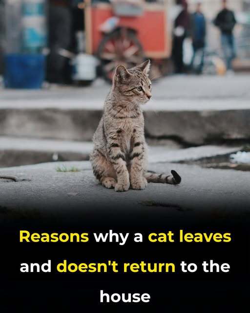 Reasons Why a Cat Leaves and Does Not Return Home