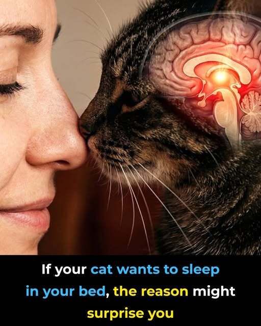 If Your Cat Wants to Sleep in Your Bed, the Reason Might Surprise You