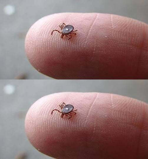 Here’s What to Do If You Spot a Lone Star Tick