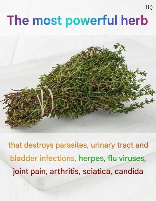 THE MOST POTENT HERB THAT DESTROYS PARASITES, URINARY TRACT