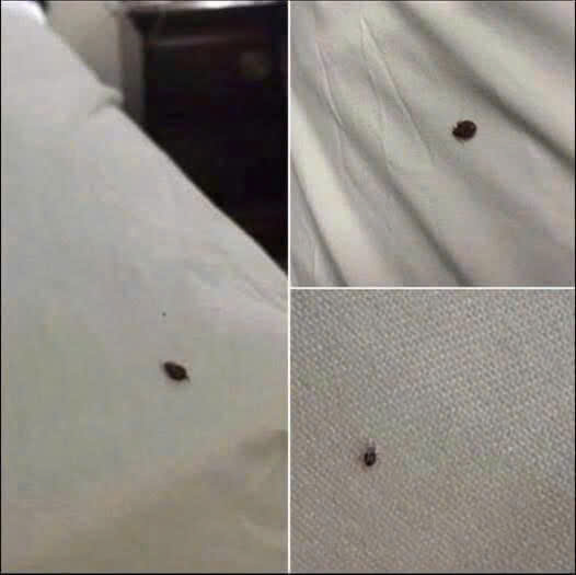 If you find ticks inside your home, here’s what you should know
