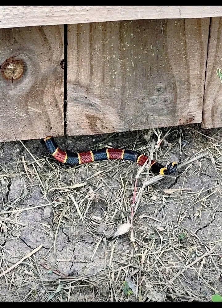 🐍 DEADLY SNAKE SPOTTED HIDING NEAR HOMES: ONE WRONG MOVE COULD BE FATAL