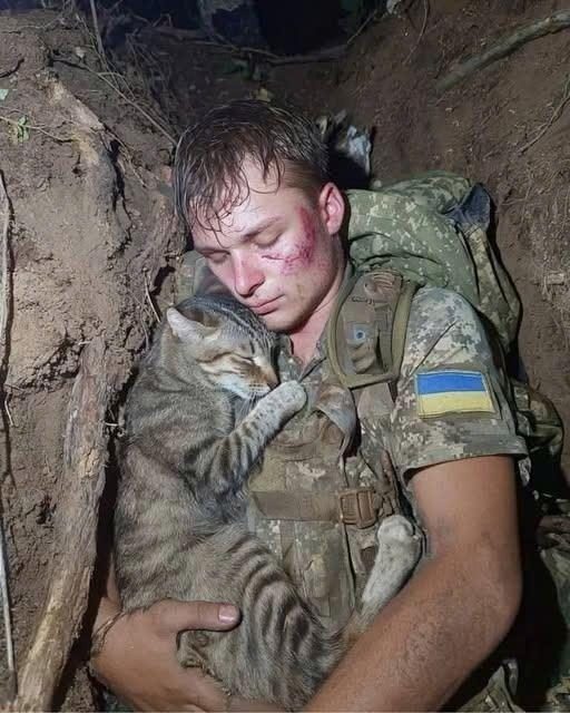 The Power of Compassion in War: A Soldier’s Moment of Solace with a Cat