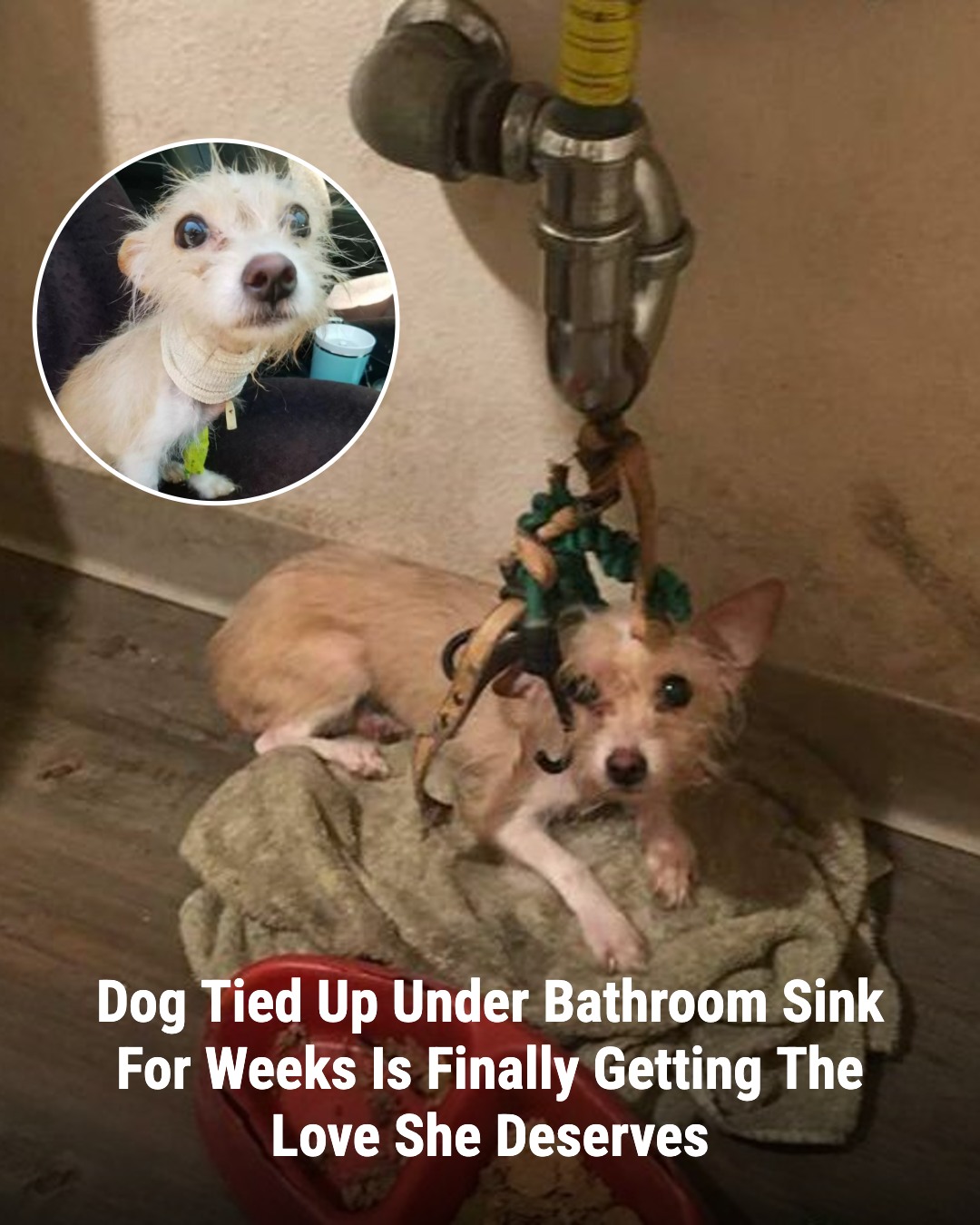 Dog Left Tied Under Bathroom Sink Finally Learns What Love Feels Like