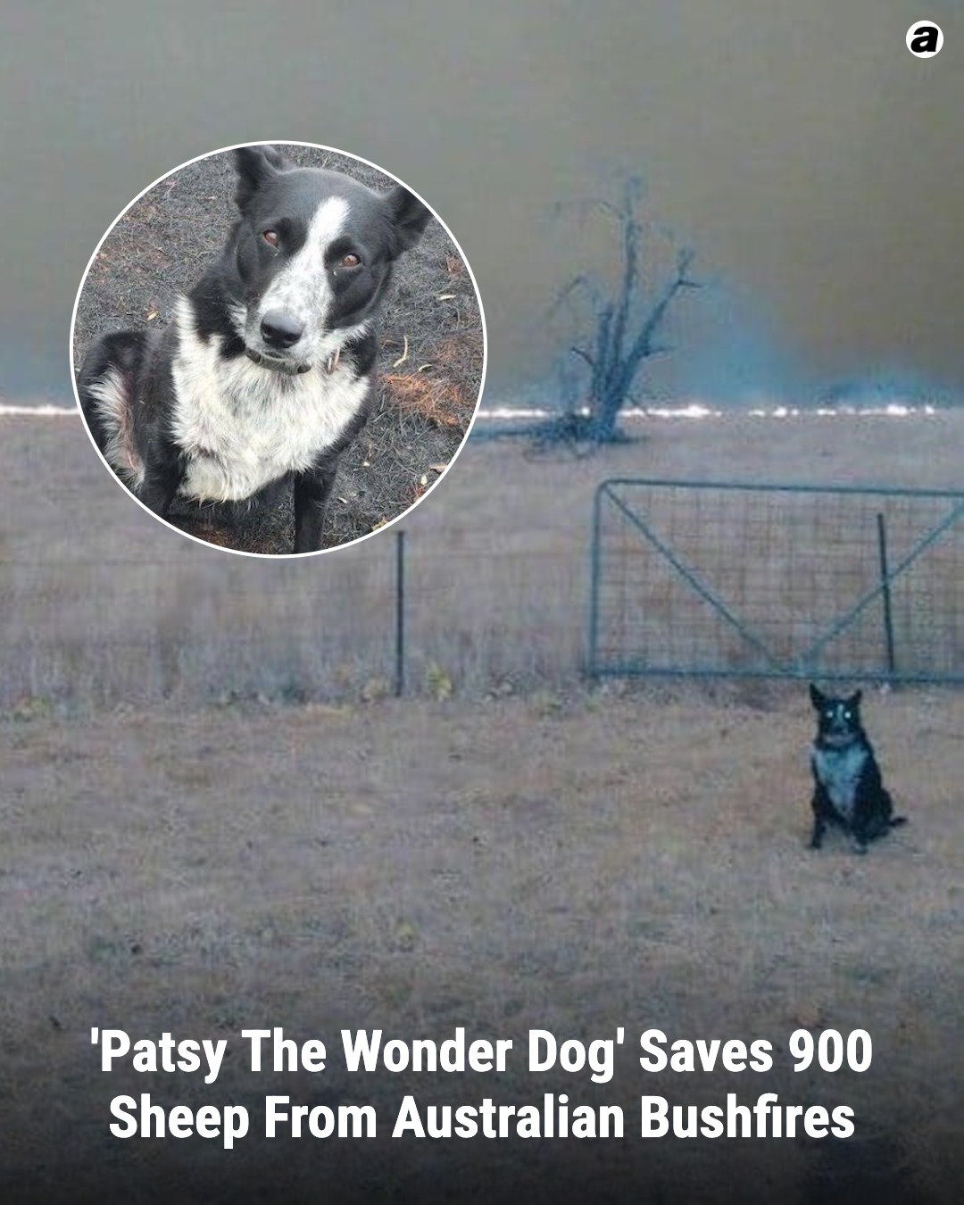 ‘Patsy The Wonder Dog’ Saves 900 Sheep From Australian Bushfires