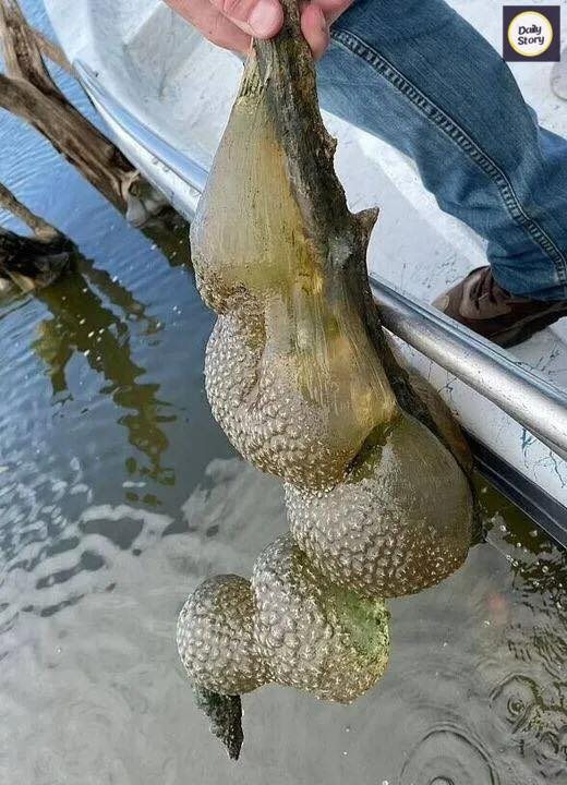 Mysterious ‘alien egg pod’ pulled from Oklahoma lake, officials warn not to be ‘alarmed’