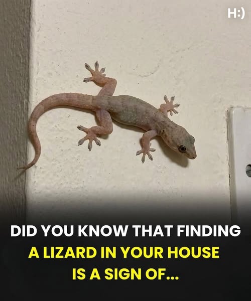 Did you know: When a lizard visits your house, it’s a sign