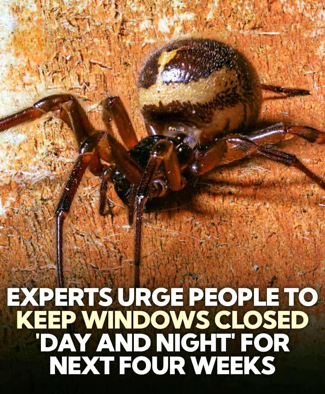 False Widow Spiders in the UK: Expert Safety Tips, Prevention Guide,