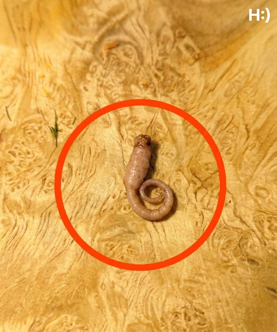 I Was Cooking Ground Beef When I Spotted a Strange Object in the Pan—What Didn’t Look Like Meat Turned an Ordinary Meal Into a Shocking Discovery, Leaving Me Questioning Food Safety, Ingredient Quality, and What Might Really Be Hidden in Everyday Products