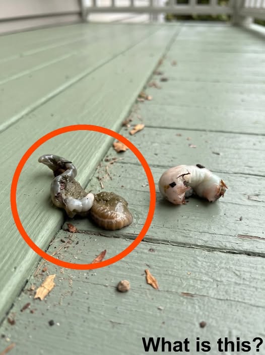 I went out onto the balcony this morning and saw this on the floor.