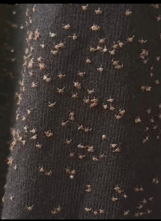 These were all over my pant leg during a walk today — I have no idea how they got there. What are they