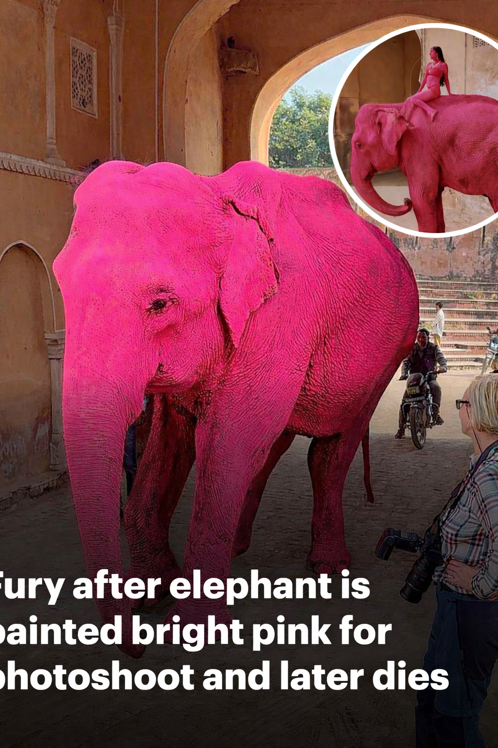 Fury in India after elephant is painted bright pink for photoshoot and later dies - as Russian photographer reveals death threats