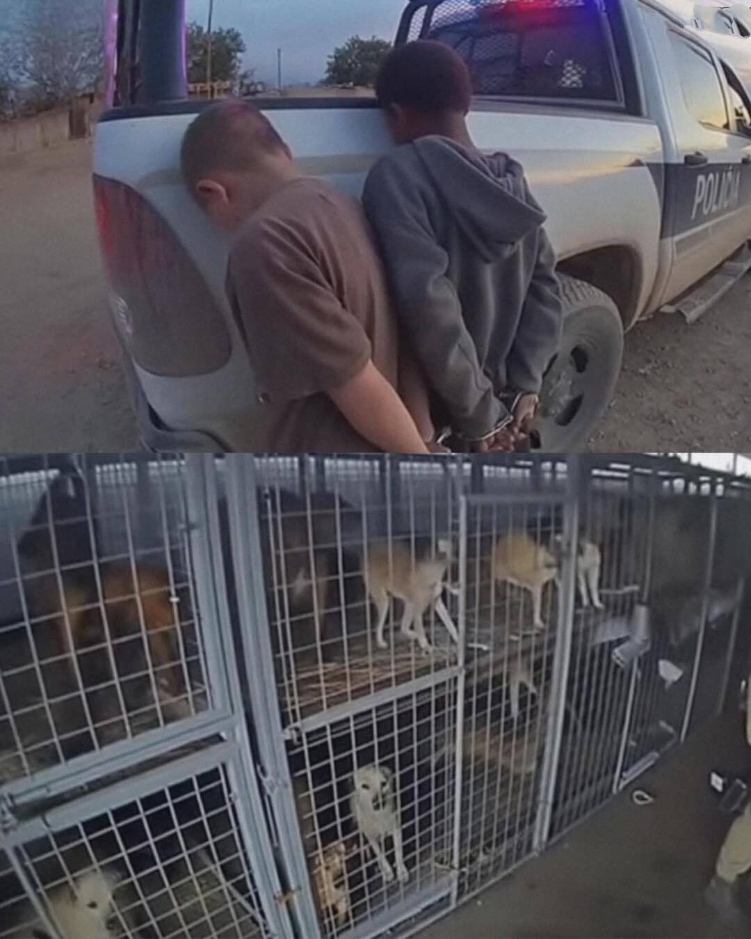 Two Children’s Courage Unleashes Freedom for Hundreds of Dogs
