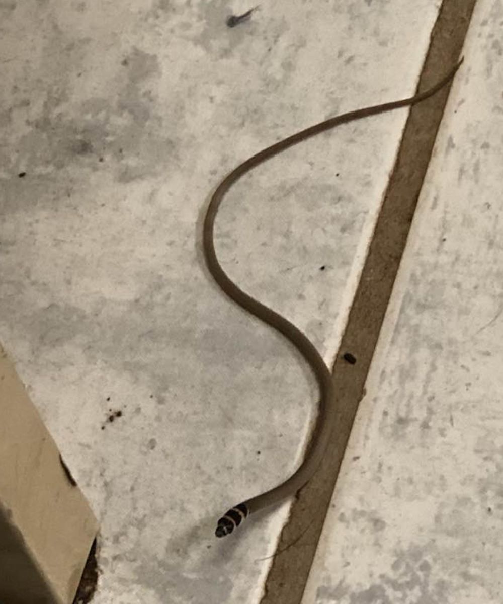When a Snake Enters Your Home: What It Really Means and What You Should Do