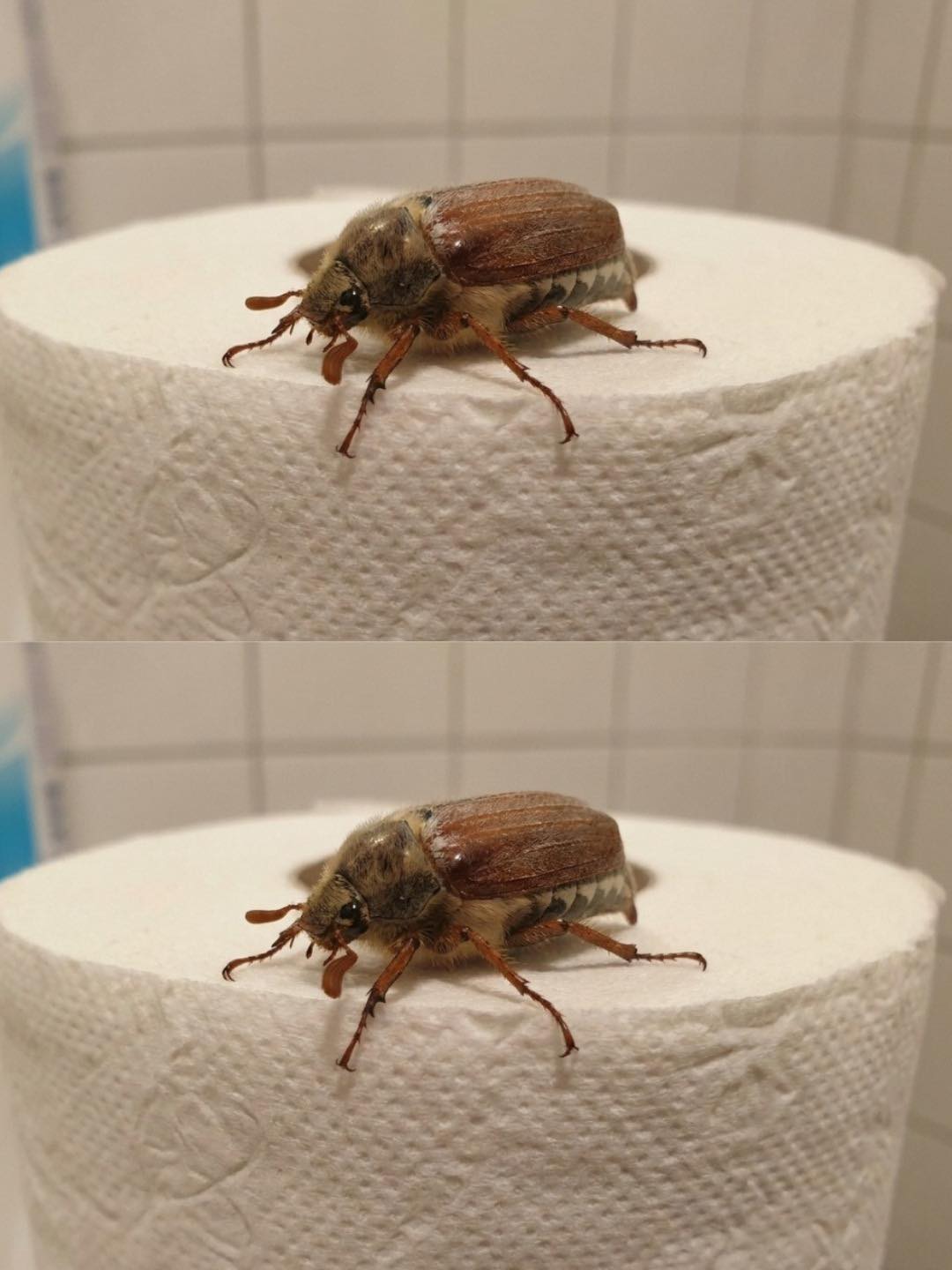 What Is That Loud Bug in Your Bathroom at Night? (Cockchafer vs June Bug Explained + What to Do)